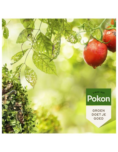 Pokon Tegen Hardnekkige Insecten Insect-Plus Concentraat - Insectenbestrijding - 250 ml