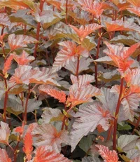 Physocarpus opulifolius 'Diable D'Or' Blærespirea DIABLE D'OR Ø22 cm