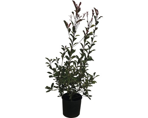 Witgroene mispel FloraSelf Photinia fraseri 'Pink Marble' H 80-100 cm Co 10 L