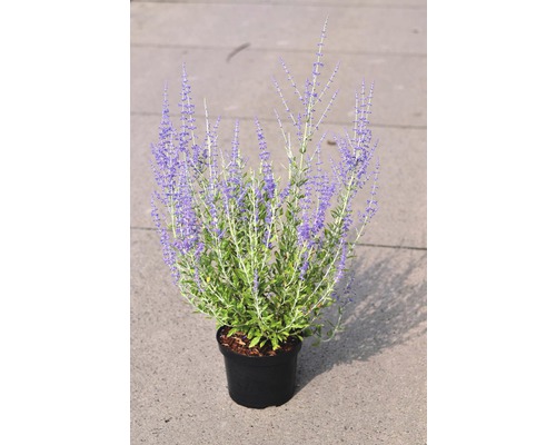 Zilverstruik, blauwe ruit FloraSelf Perovskia atriplicifolia 'Little Spire' H 30-40 cm Co 4 L