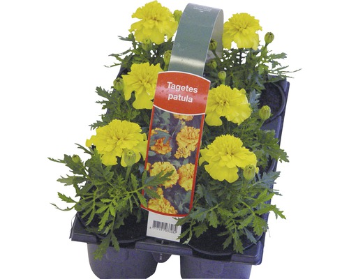 Bloeiende perk- en balkonplanten, 6-pack FloraSelf: Portulaca, Tagetes, Lobelia, Impatiens, Begonia, Alyssum