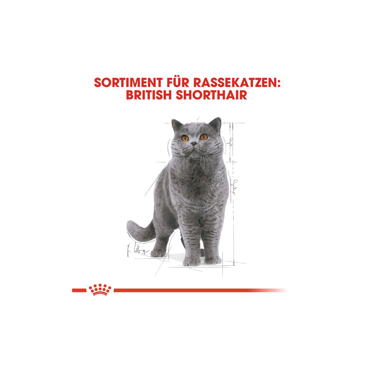 ROYAL CANIN British Shorthair Adult in Soße 12x85 g