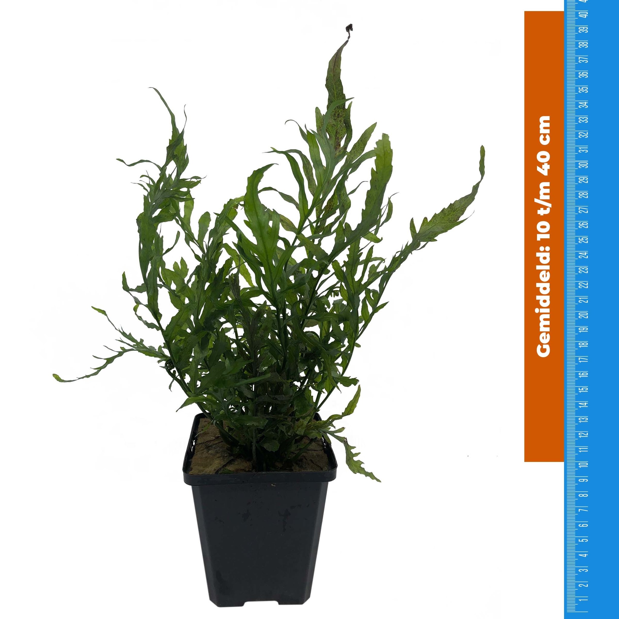Bolbitus Heudelotti - Extra Groot