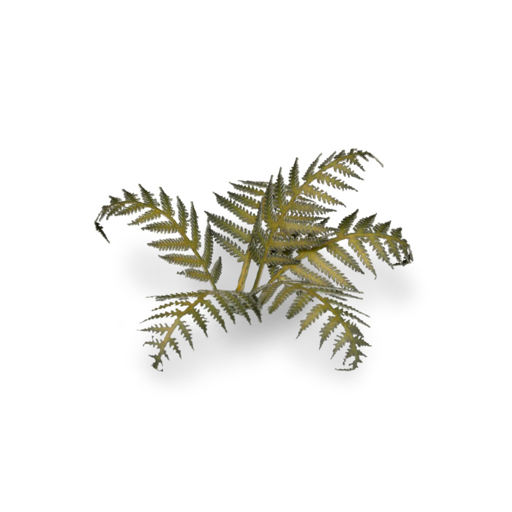 Laser Plants - Bracken