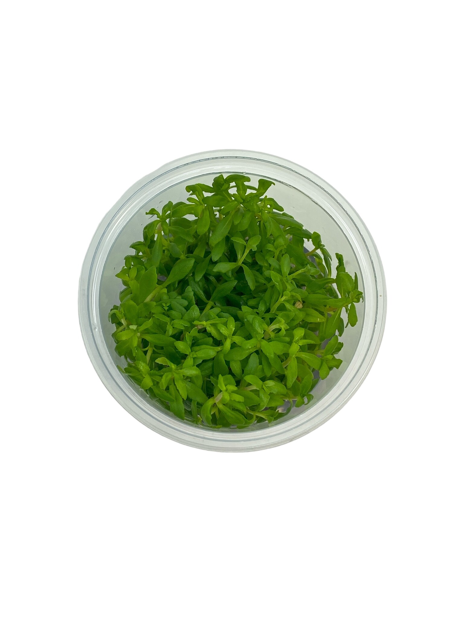 Waterplant Limnophila Sp. Vietnam in-vitro