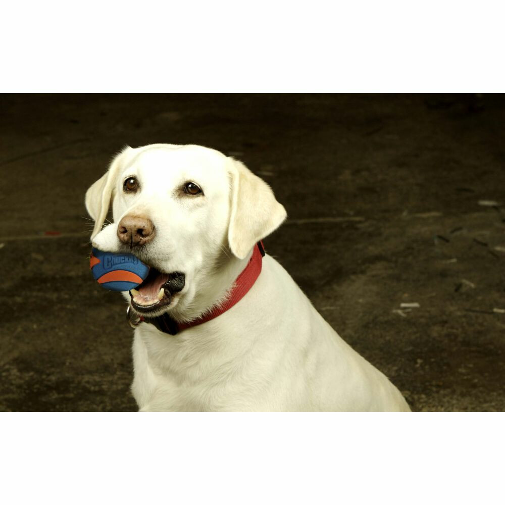 Chuckit Ultra Squeaker Ball Medium ø 6 cm