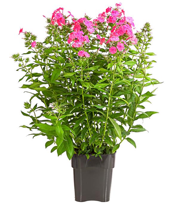 Stauden-Phlox, verschiedene Sorten