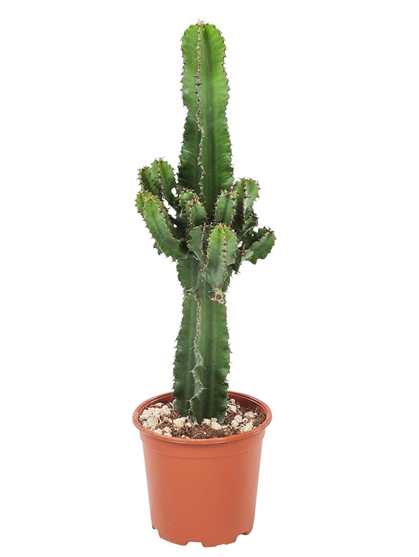 Euphorbia eritrea - cowboy cactus - pot 17cm - hauteur 50-60cm