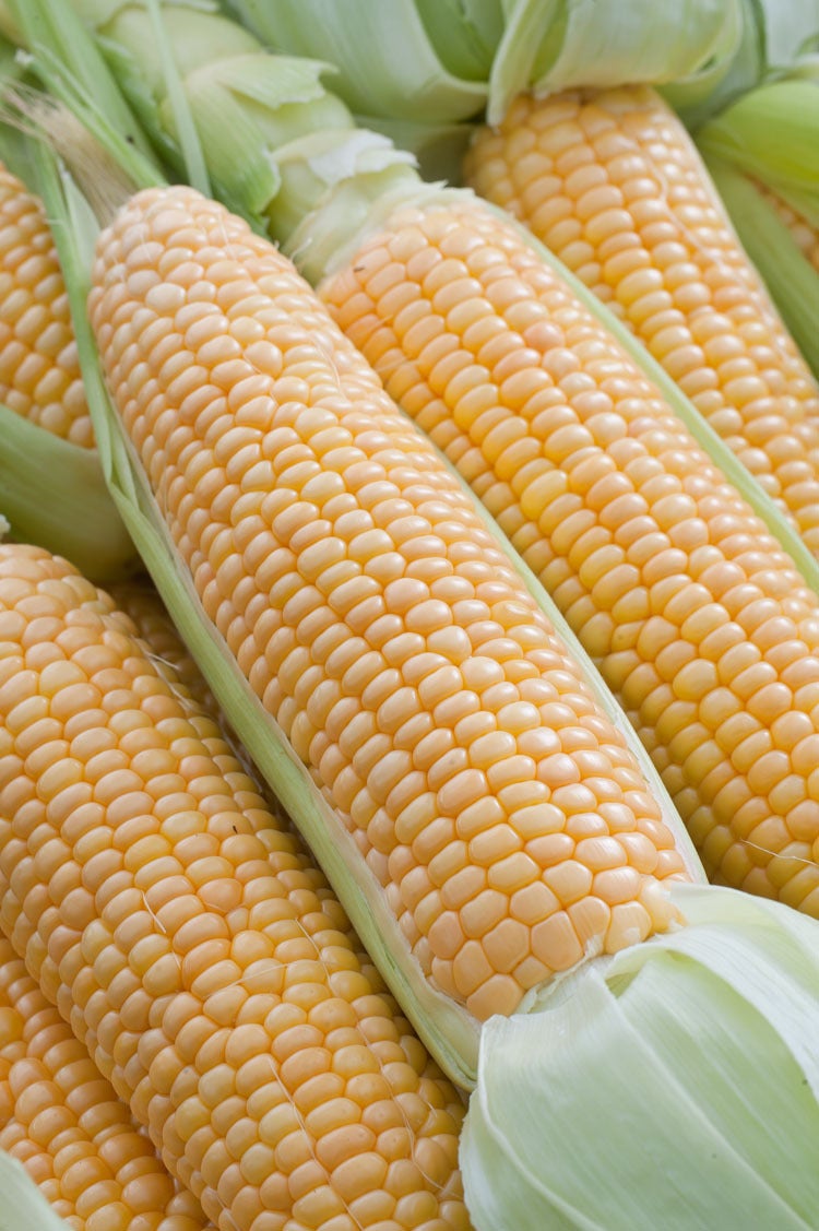 Suikermaïs (Zea mays)
