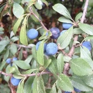 Sleedoorn (Prunus spinosa) H 60 cm vanaf 10 stuks