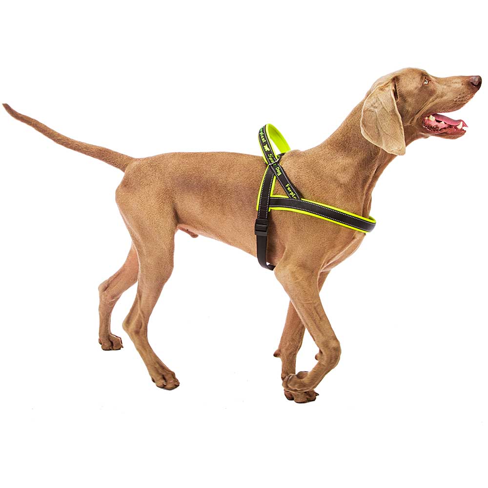 Ferplast harnais de type suédois pour chiens sport dog p large, adaptabilité parfaite, rembourrage souple, coutures