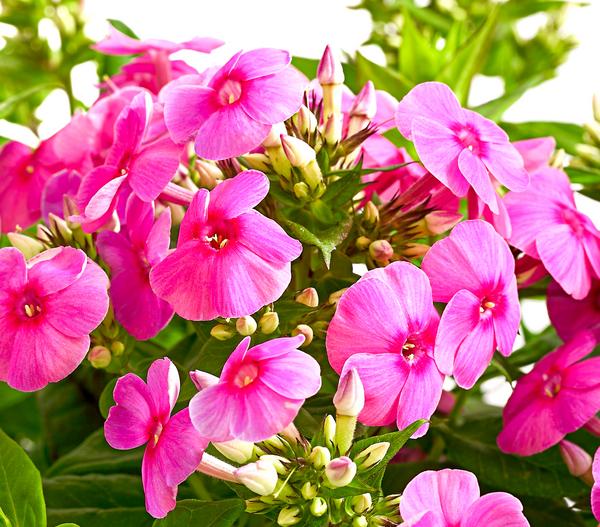 Stauden-Phlox, verschiedene Sorten