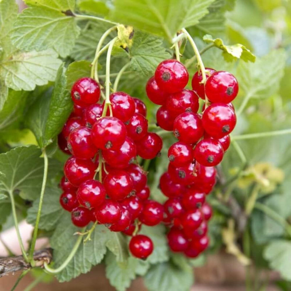 Groseillier à grappes (ribes rubrum) - godet - taille 15/30cm