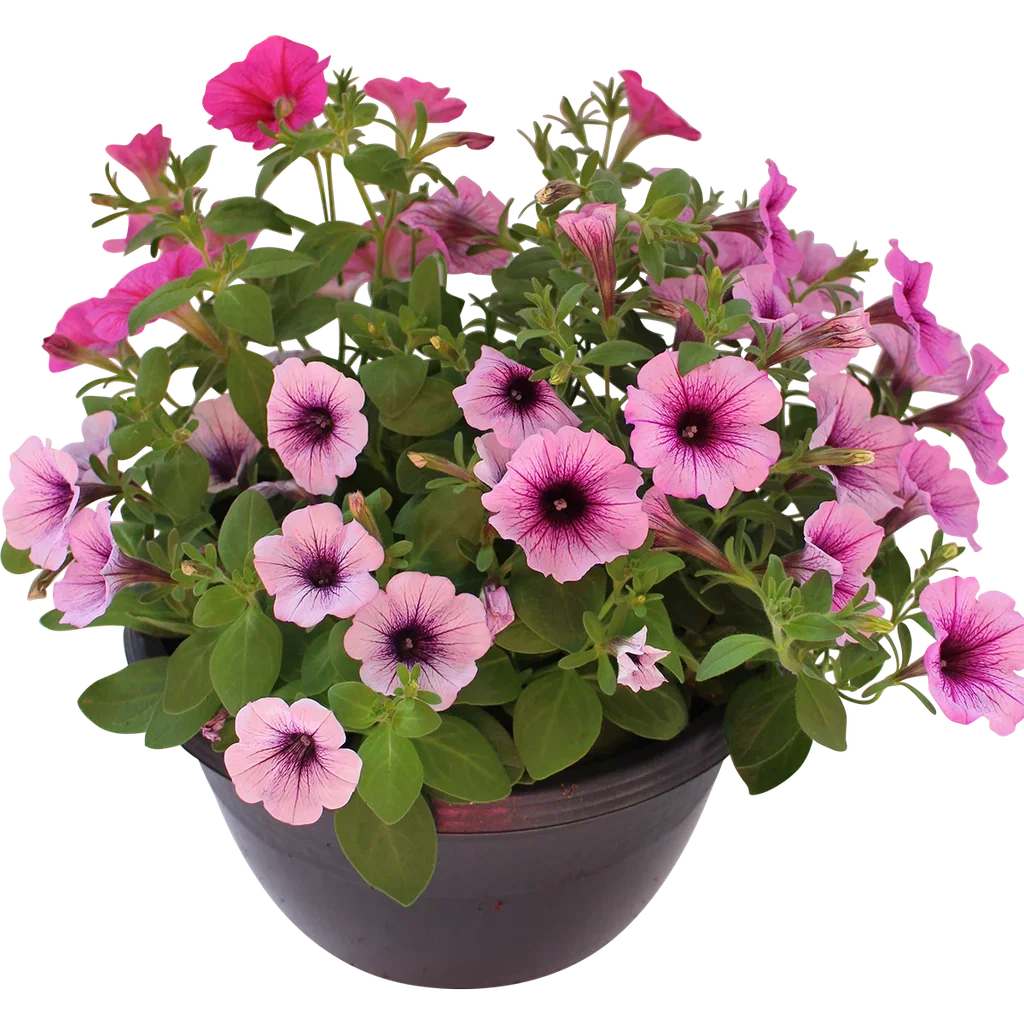 Petunia Romantic G. h. basket 25 cm Petunia i ampel Ø25 cm
