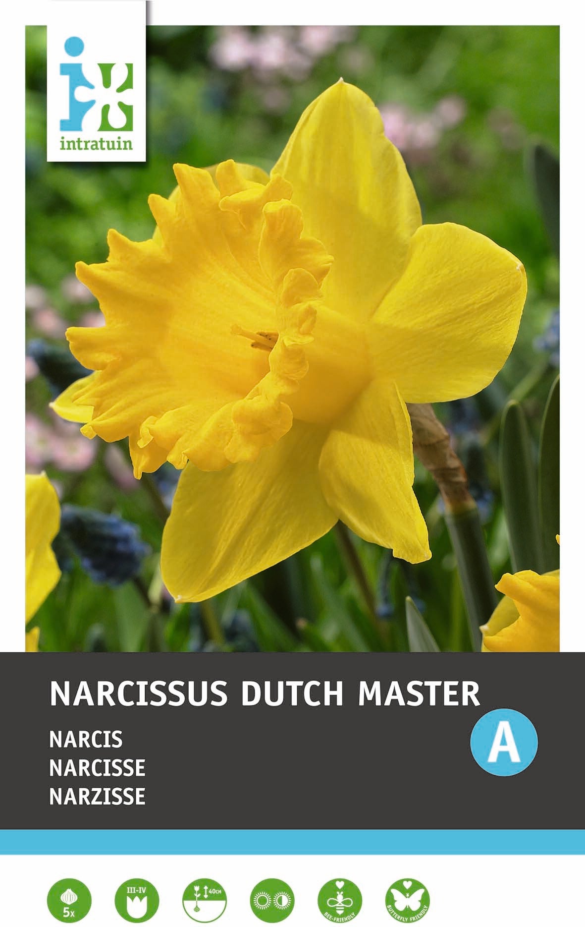 Intratuin bloembollen Narcis (Narcissus 'Dutch Master')5 stuks
