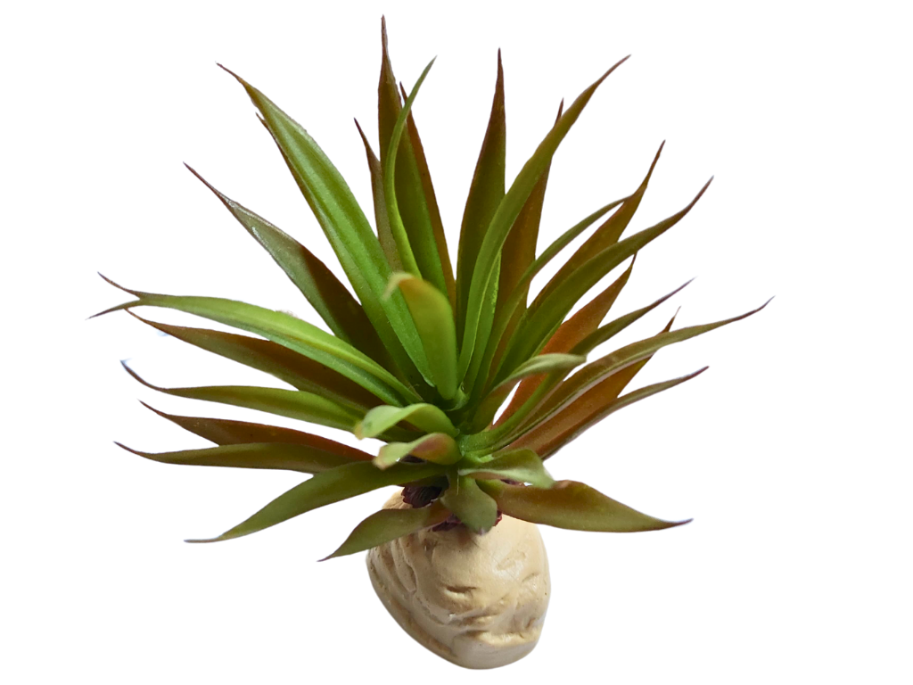 Planta de abacaxi para decoração de terrário