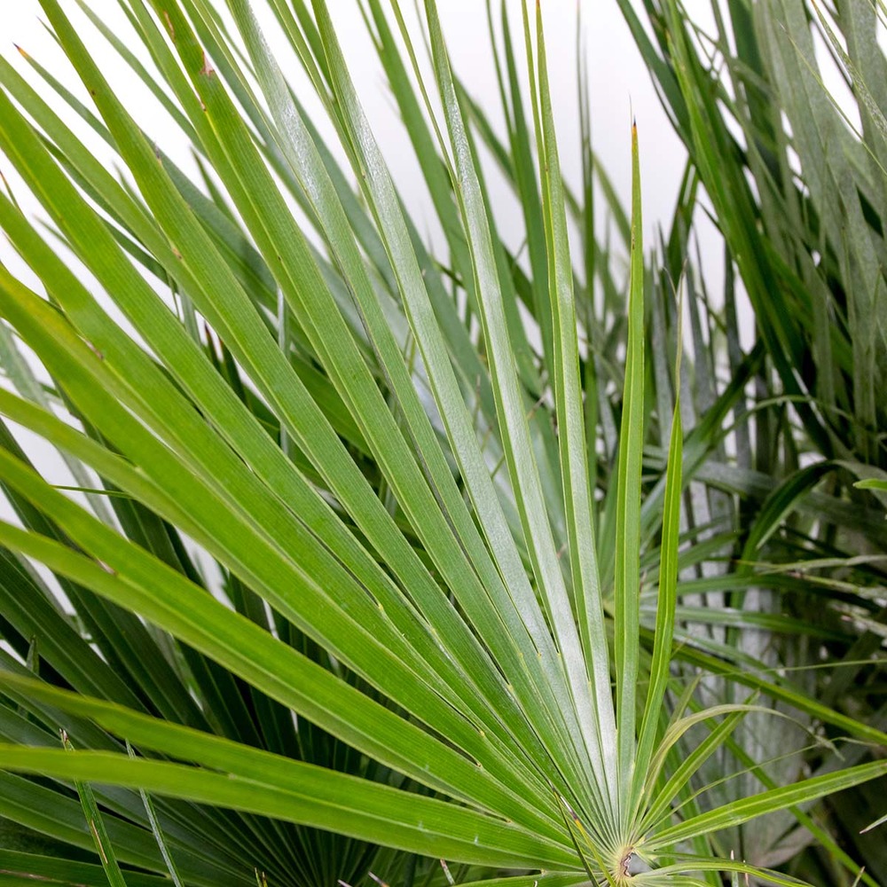 Chamaerops humilis - palmier nain européen - palmier - rustique – ⌀15 cm - ↕50-65 cm