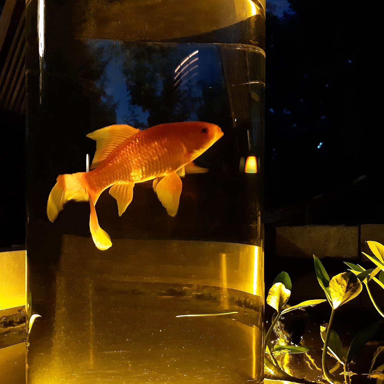 Fischsäule 100 cm x 20 cm Durchmesser | Fischturm hergestellt aus Plexiglas| Fischfahrstuhl für Fische | 3 mm Wandstärke aus transparentem Acrylglas für Goldfische für Ihren Teich