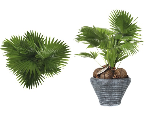 Parasolpalm, rondbladig Livistona FloraSelf Livistona rotundifolia H 60-70 cm Ø 26 cm pot