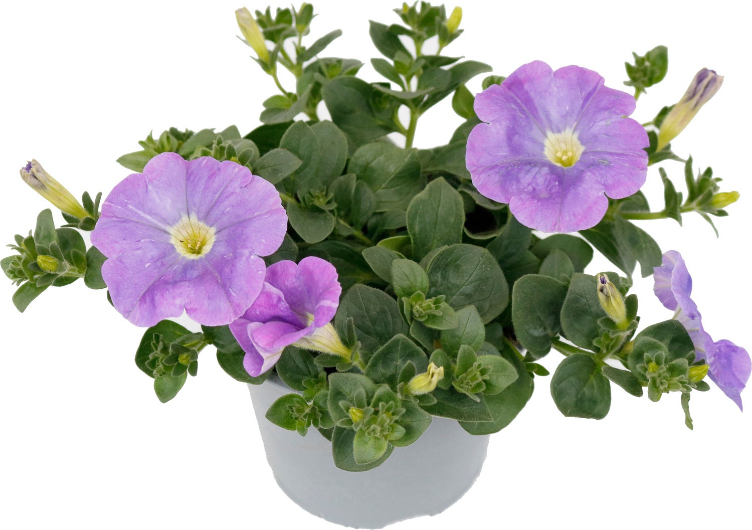 Petunia (Petunia 'Sky Blue') D 13 H 15 cm