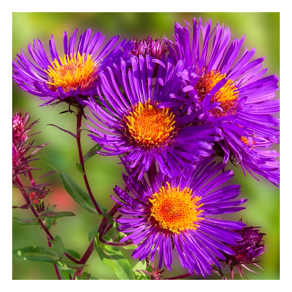 Aster des alpes violet/aster alpinus 'violet'[-]pot de 3l - 20/40 cm