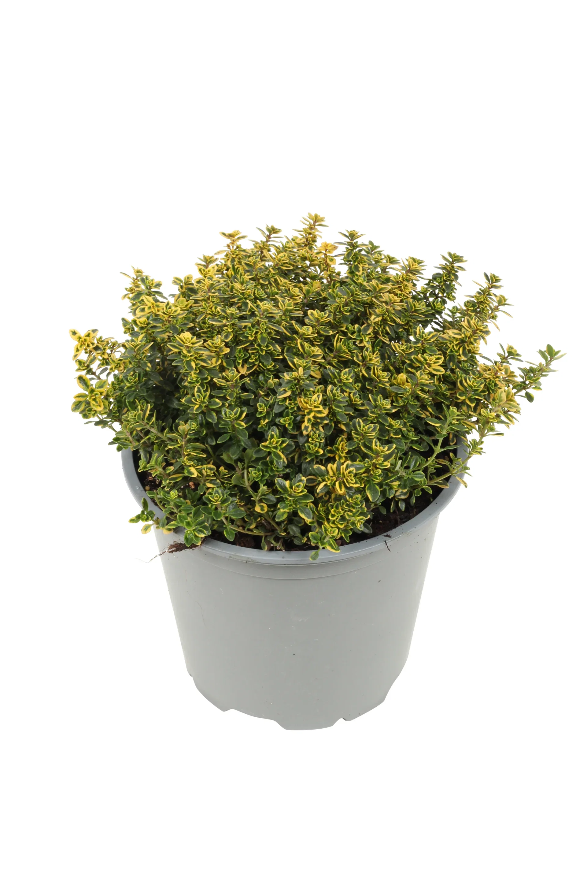 Thymus x citriodorus 'Aureus' 14 cm Sitrontimian 'Aureus' Ø14 cm