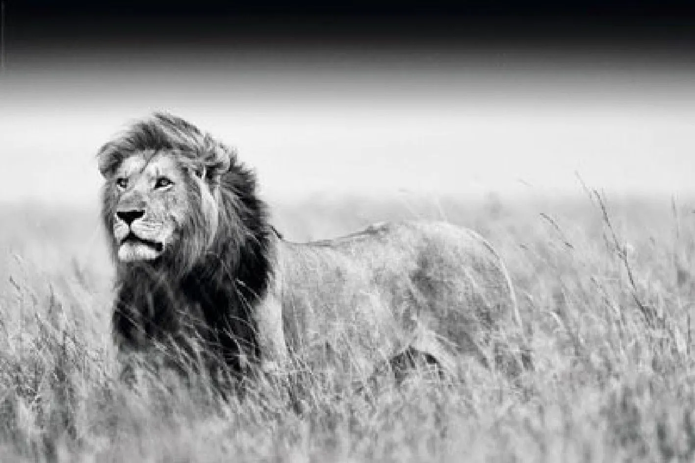 Poster Kings of Nature - lion, 61 x 91 cm