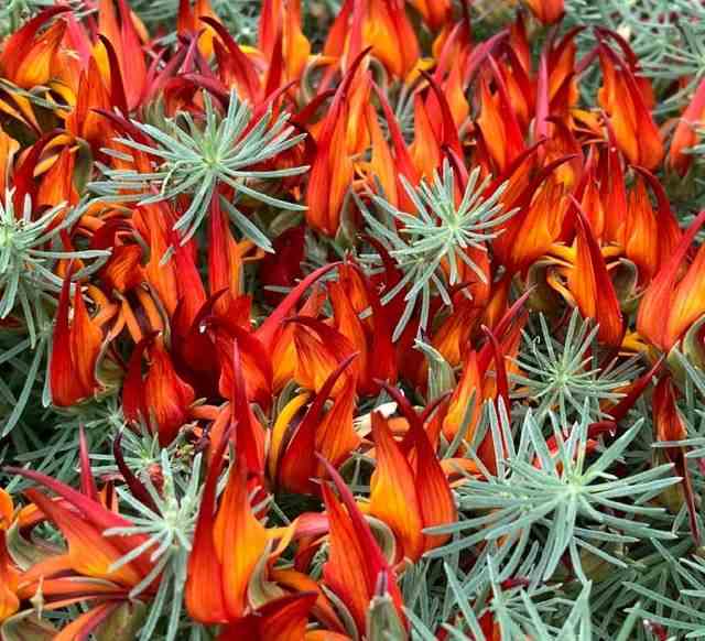 Lotus berthelotii (bec de perroquet ) taille pot de 2 litres ? 10/30cm