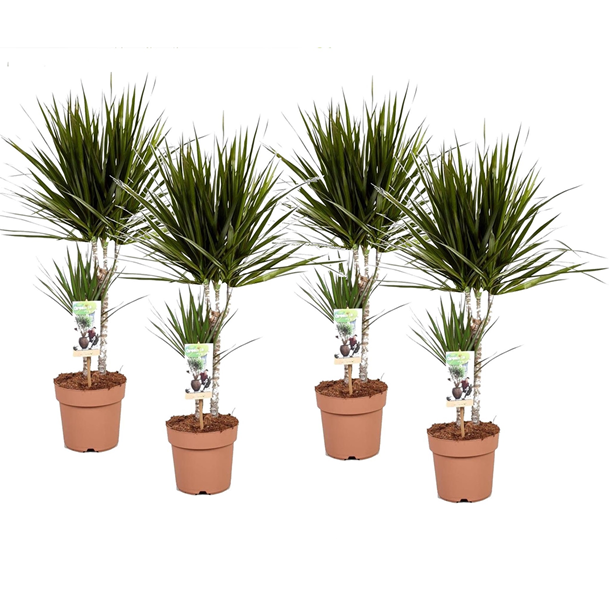 Dracaena dragon tree - 4