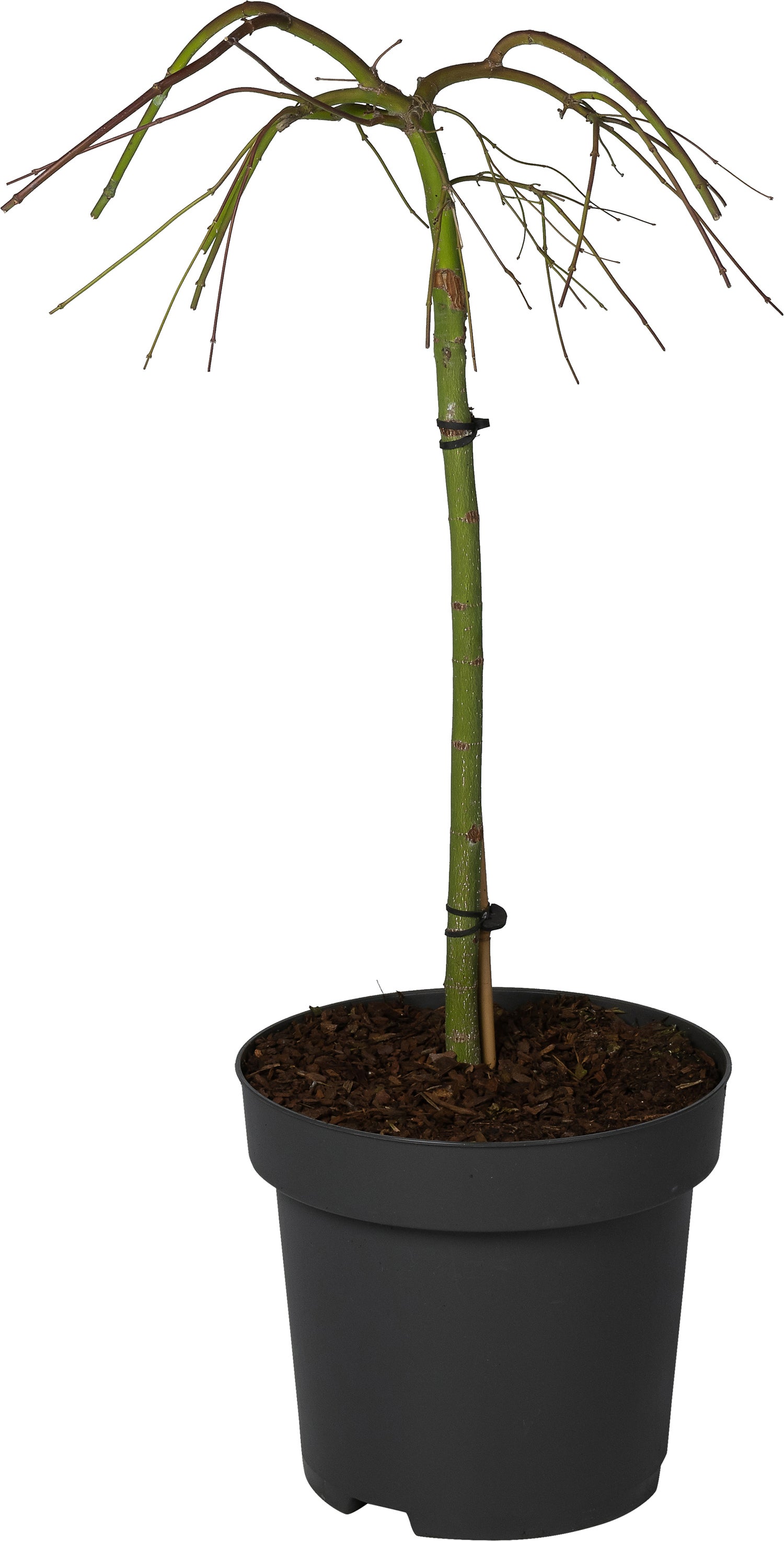 Japanse Esdoorn (Acer palmatum 'Ryusen') D 34 H 90 cm