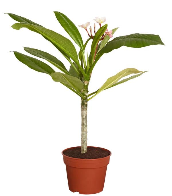 Frangipani - Plumeria cultivars, verschiedene
