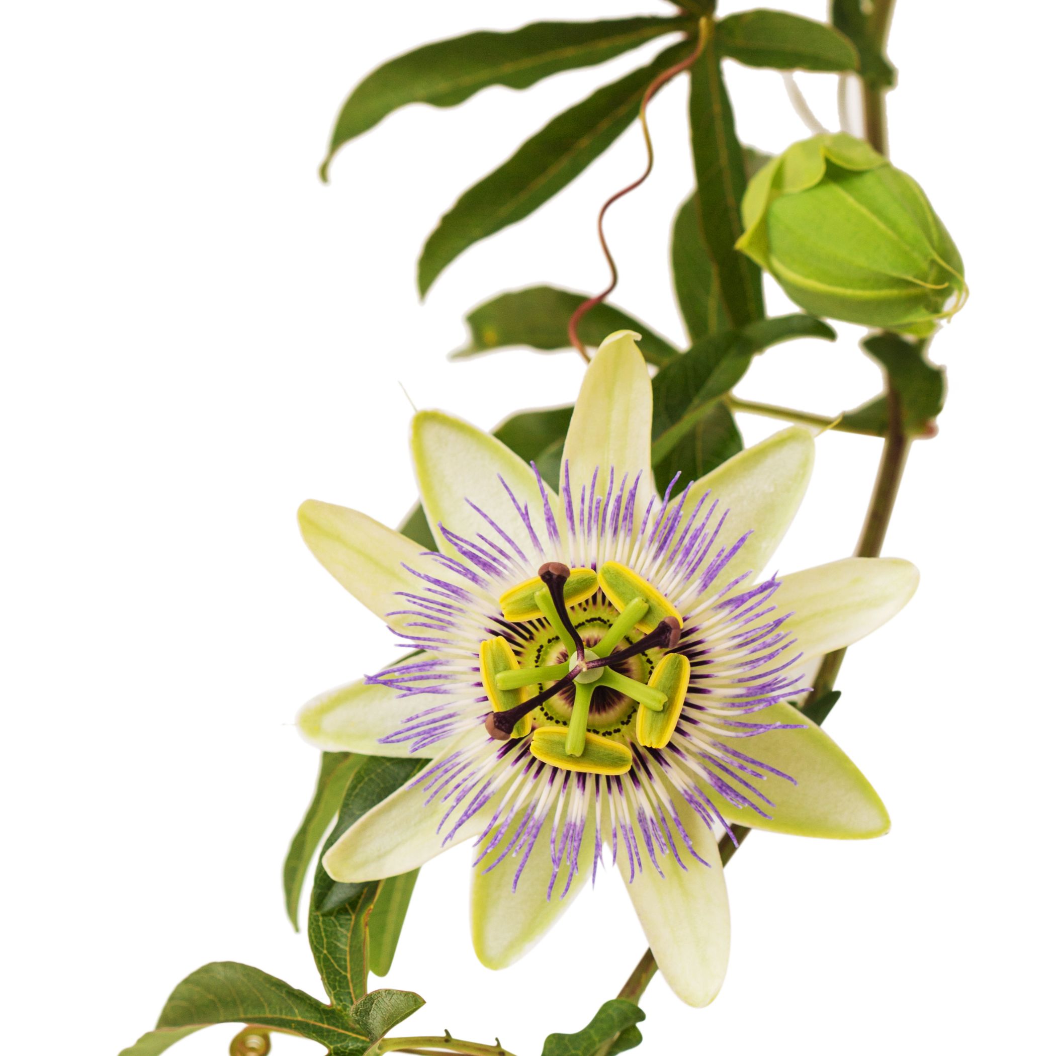 PEPPERMINTMAN Passionsblumenkraut
