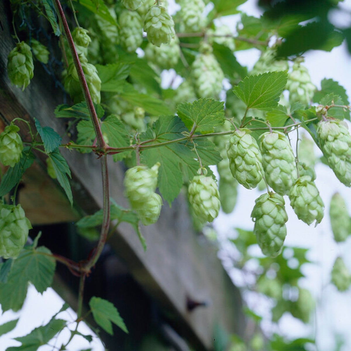 Bloomique – Humulus Lupulus – Hop plant – geschikt voor het brouwen van bier – klimplanten – tuinplanten – winterhard – potmaat 15 cm – hoogte 70–80 cm