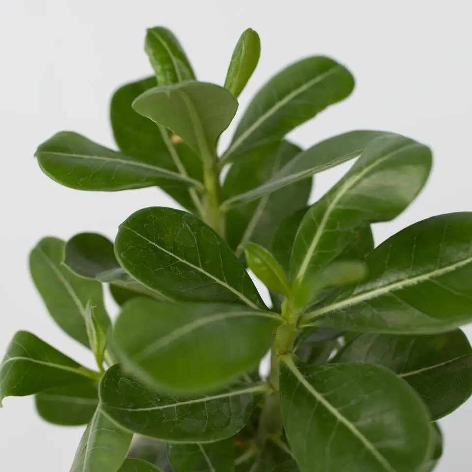 Woestijnroos - Set van 4 - Adenium obesum - Hoogte 25-40cm - ⌀10,5cm