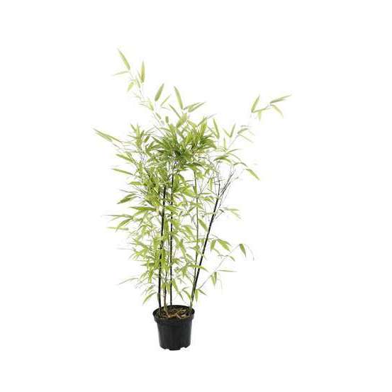Bambou moyen phyllostachys nigra: pot de 3 litres