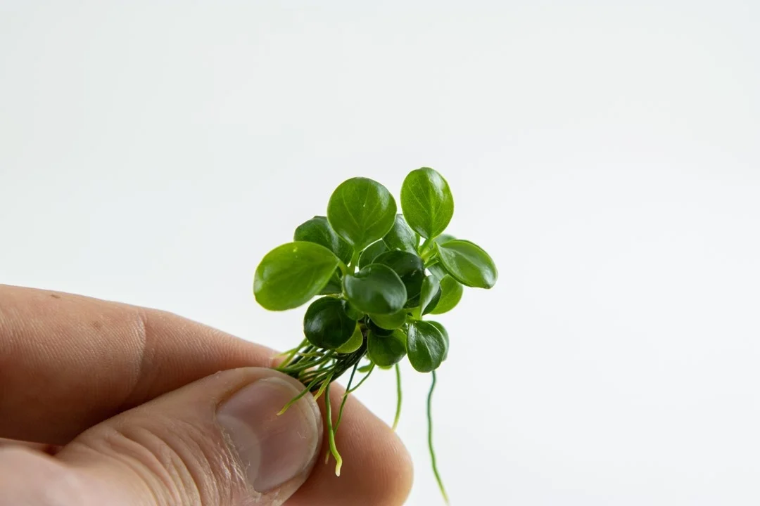 Waterplant Anubias Barteri Mini Coin