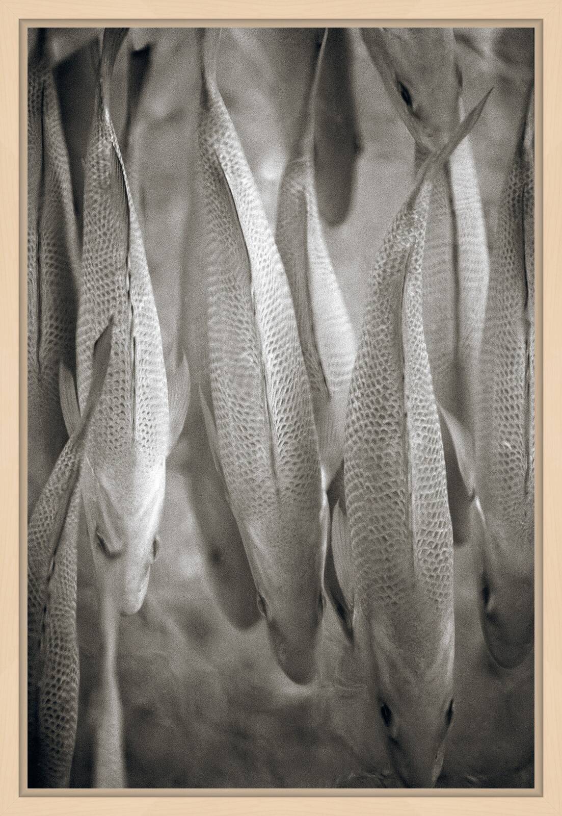 Common Carp by Henry Horenstein - Open Edition.