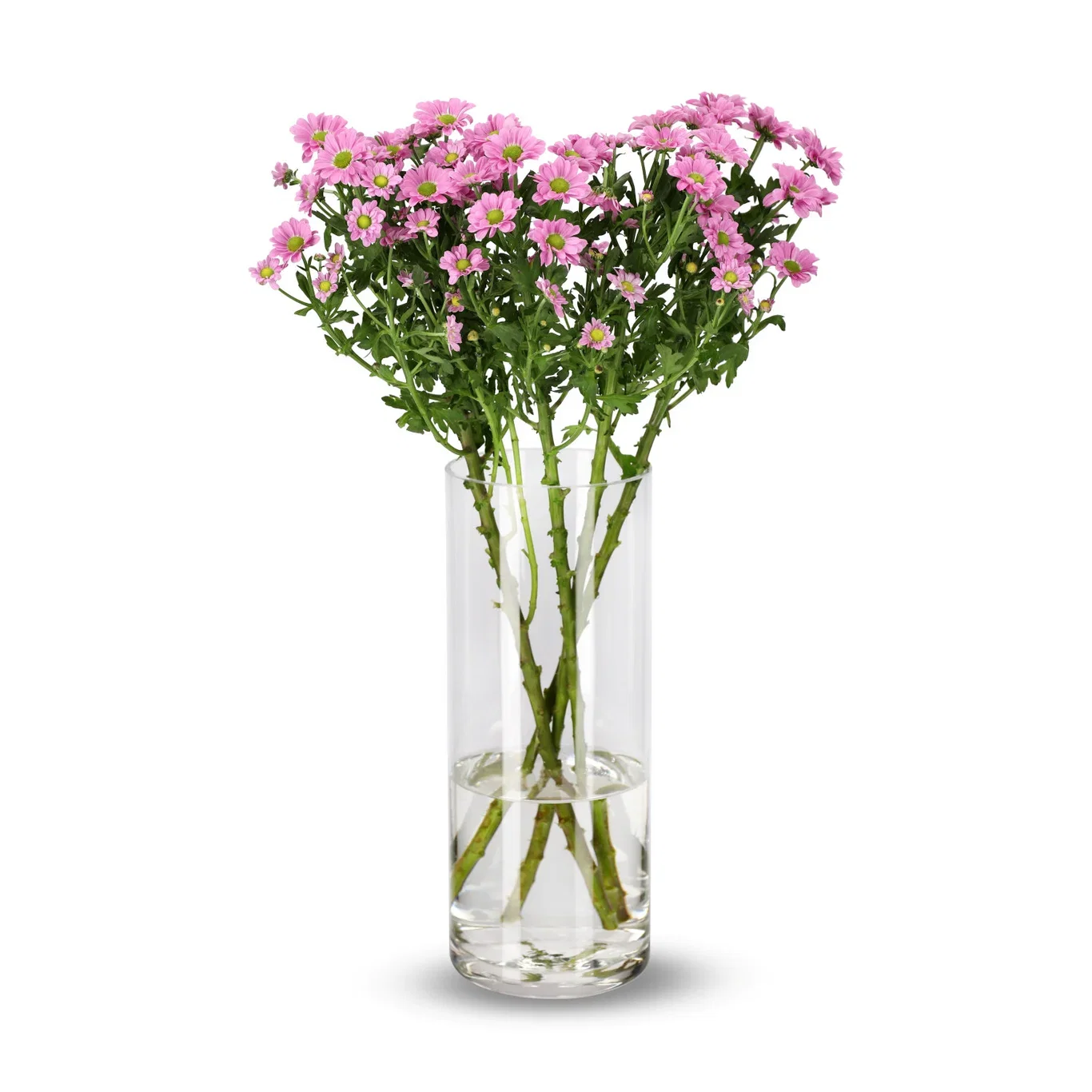 Krysantemum 4pk Høyde 50 cm