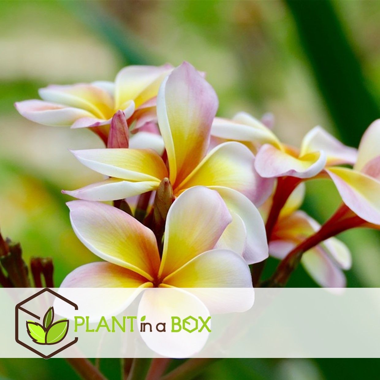 Plumeria frangipani violet - hawaii - pot 17cm - hauteur 55-70cm