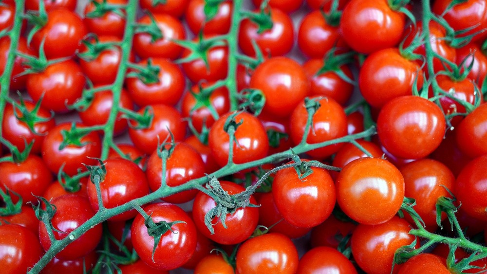 Sachet de graines de tomate cerise red cherry bio - sachet de 0,3 grammes - petite entreprise française - made in france
