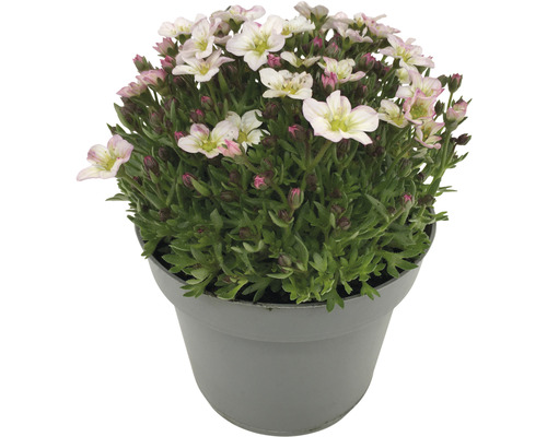 Vaste planten voor het voorjaar FloraSelf, diverse soorten, pot Ø 12 cm