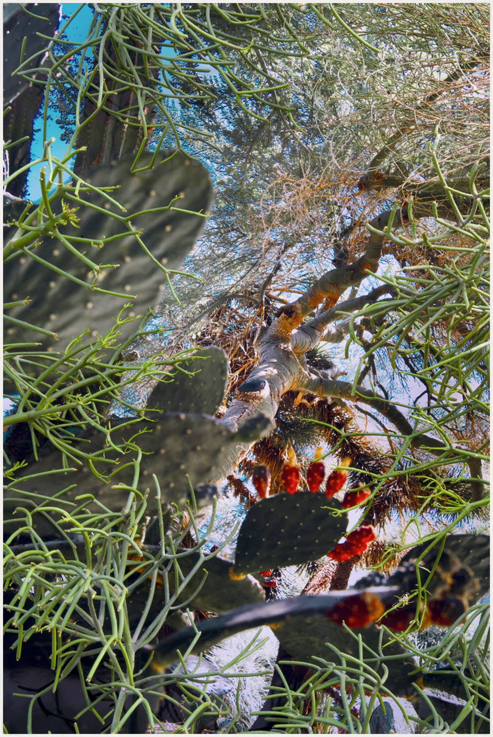 DSC1380 by Robert Bonk - Limited Edition. Edition of: 150. Signed.