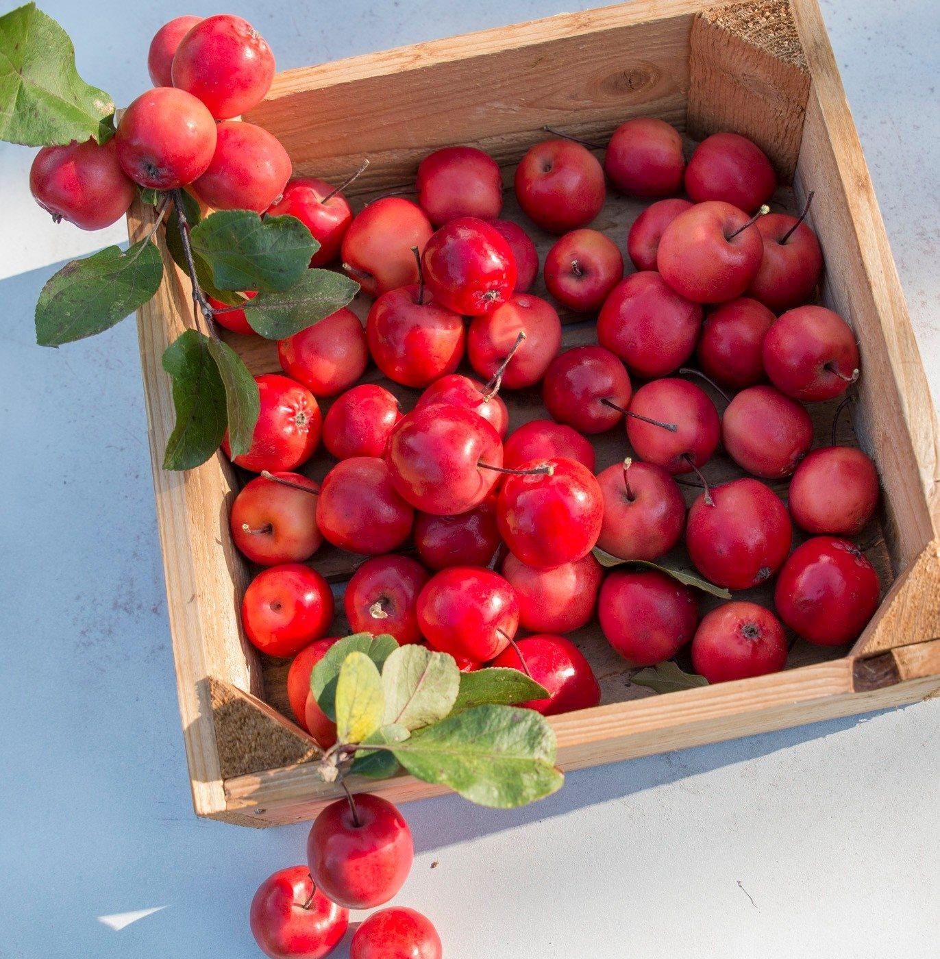 Malus 'appletini'
