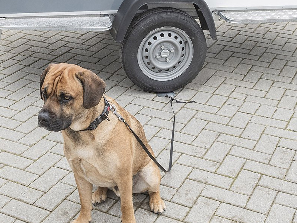 ProPlus Dogsitter grondanker