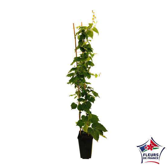 Parthenocissus Veitchii Robusta : ctr de 3 litres