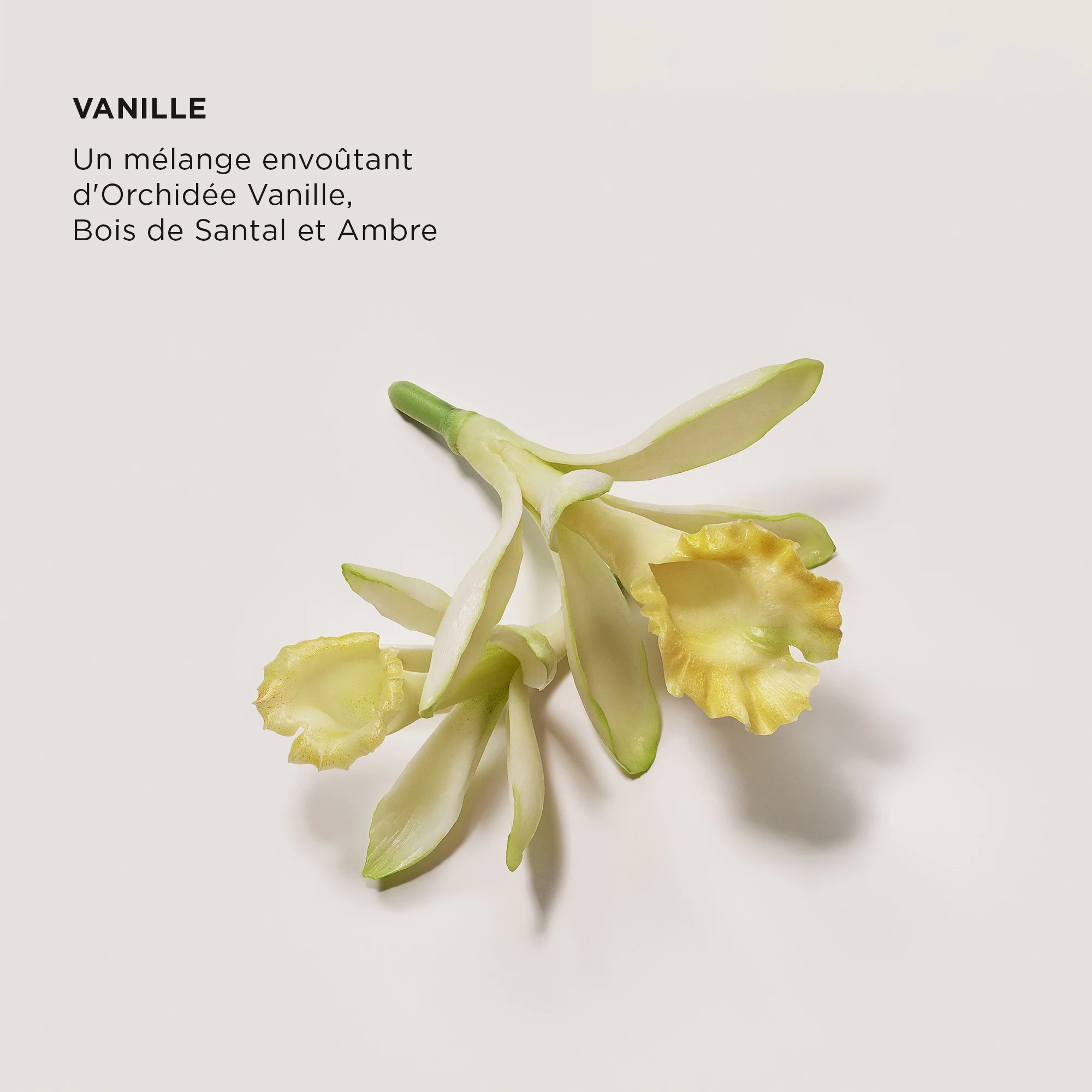 EAU DE PARFUM - VANILLE |