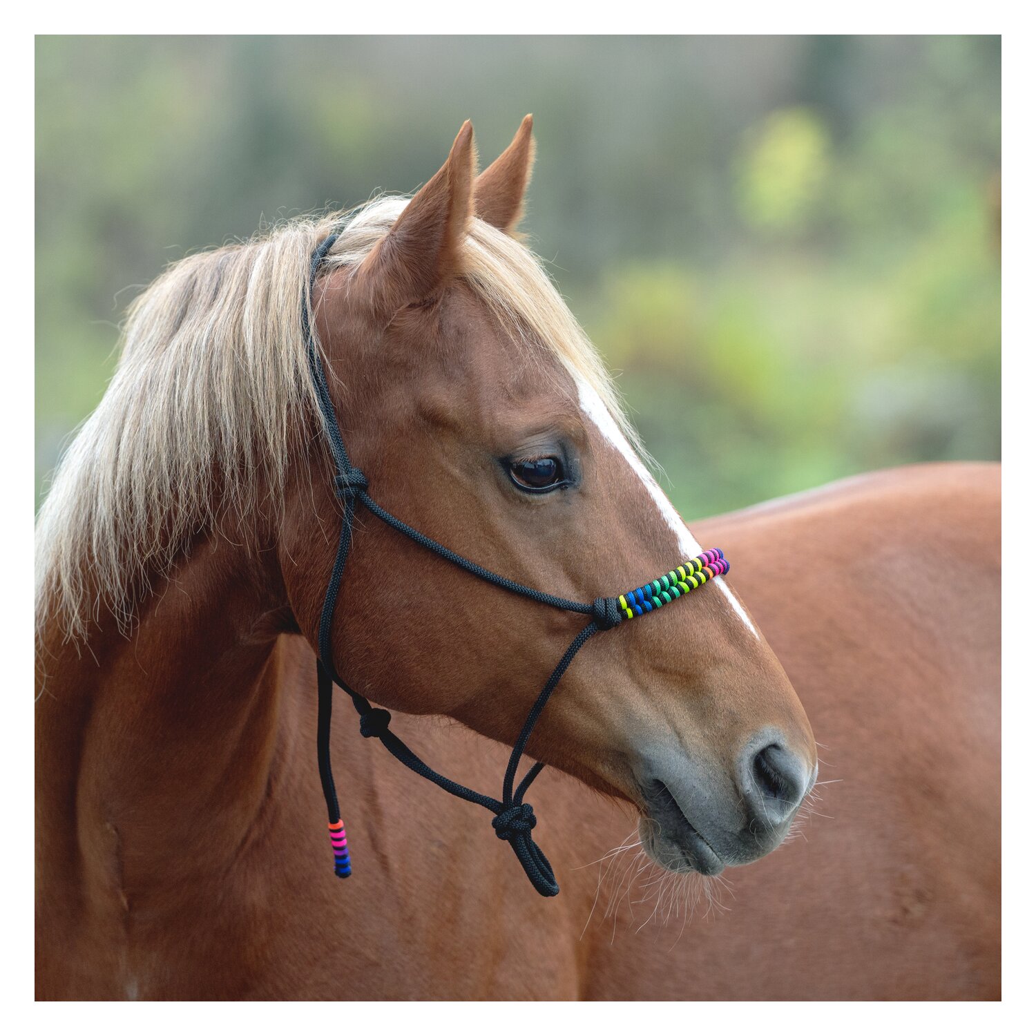 Passion 4Q Knotenhalfter  - black multi