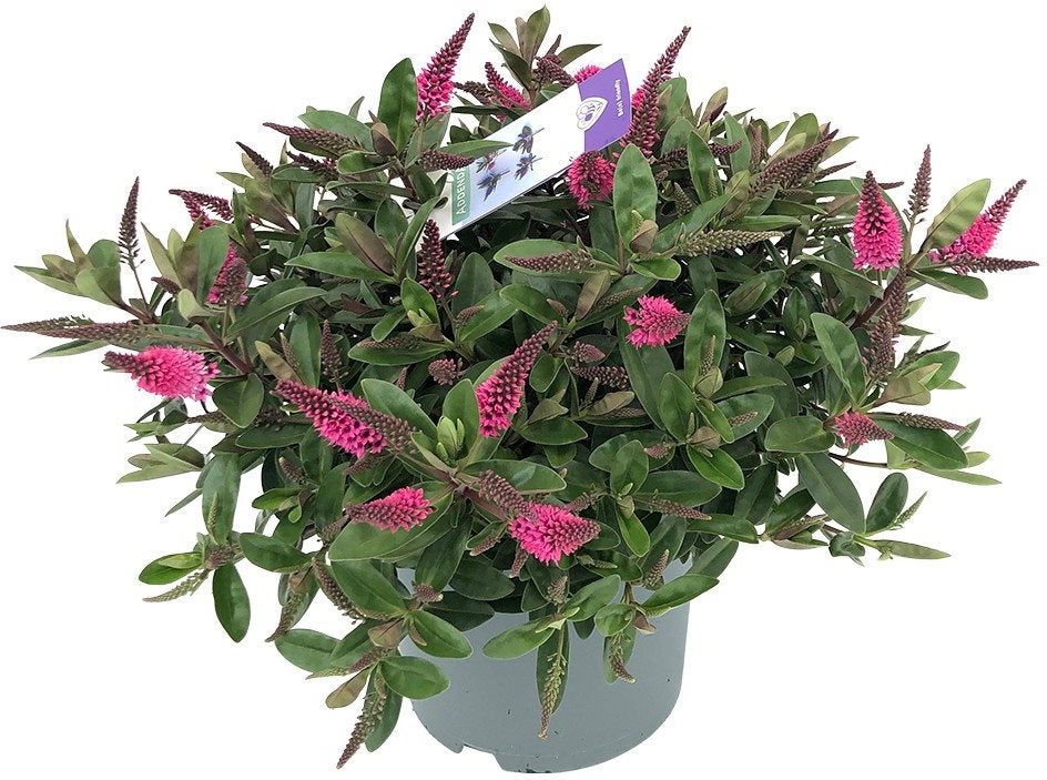 Struikveronica (Hebe 'Addenda Donna Elsa') D 23 H 45 cm