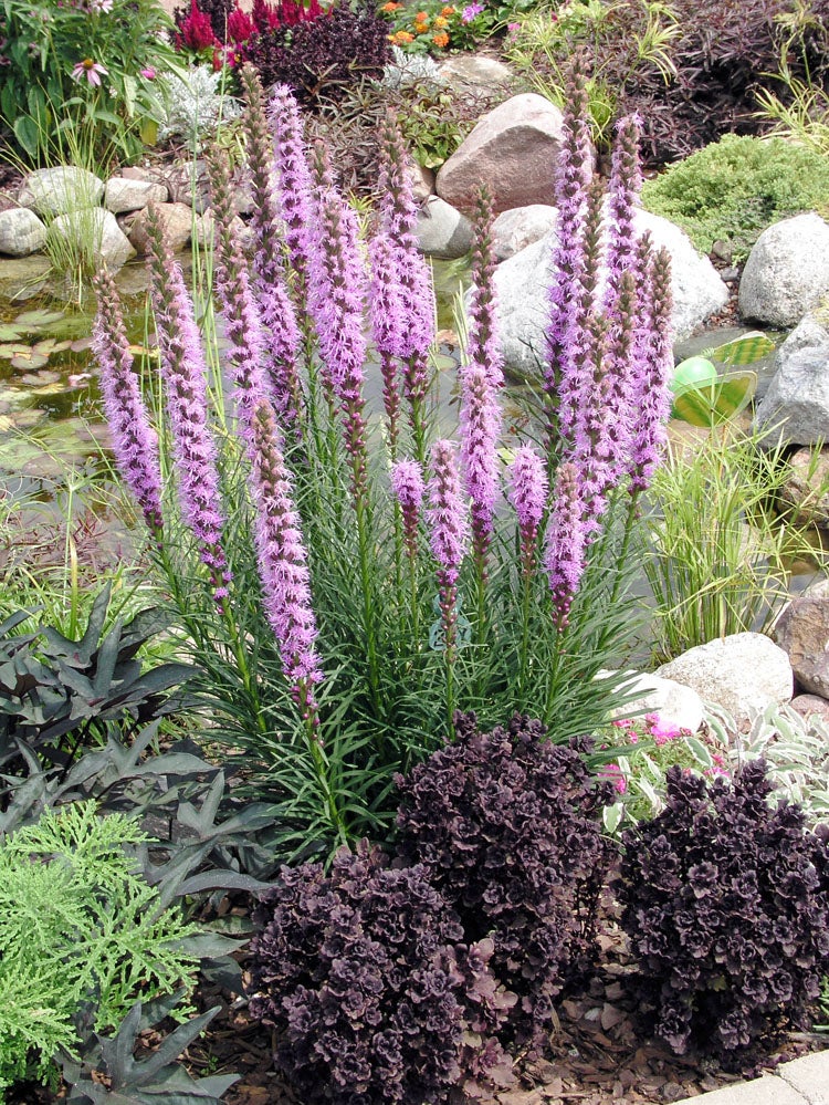 Lampenpoetser (Liatris spicata) D 11 H 70 cm