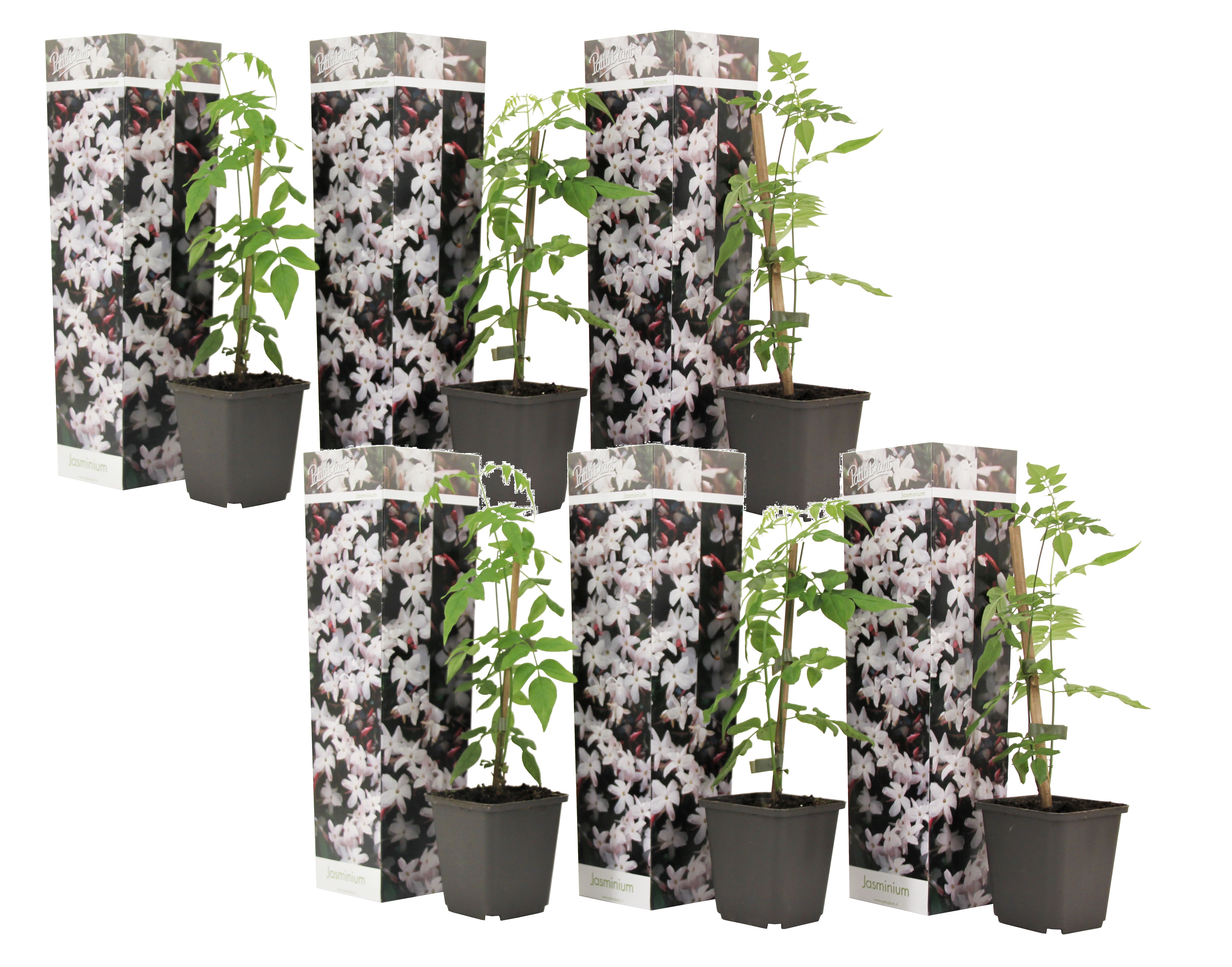 Jasminoides officinale - set de 6 - blanc - jasmin - pot 9cm - hauteur 25-40cm